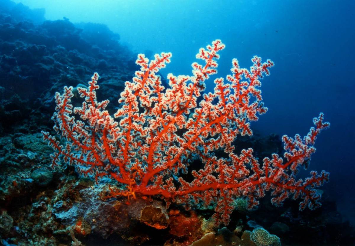 Кораллы #5