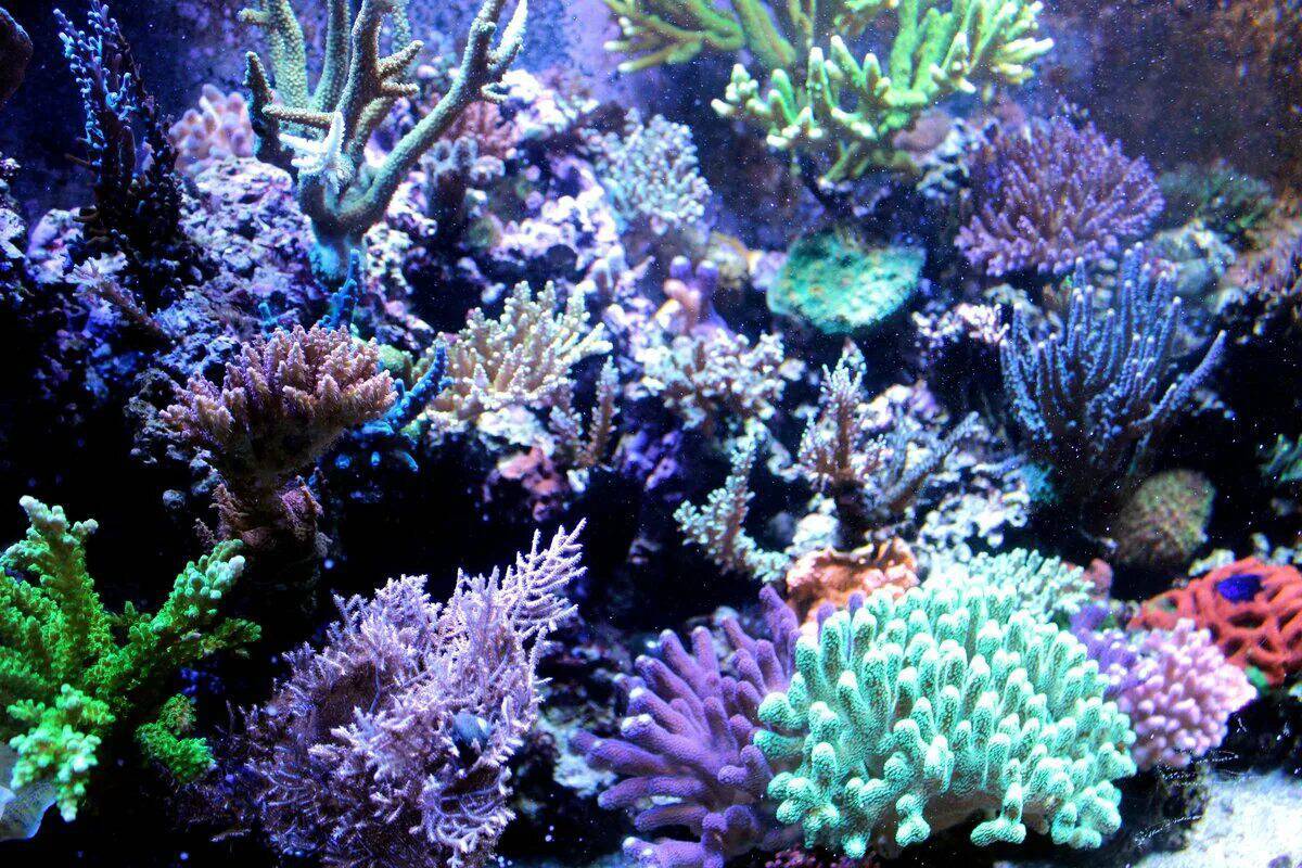 Кораллы #6