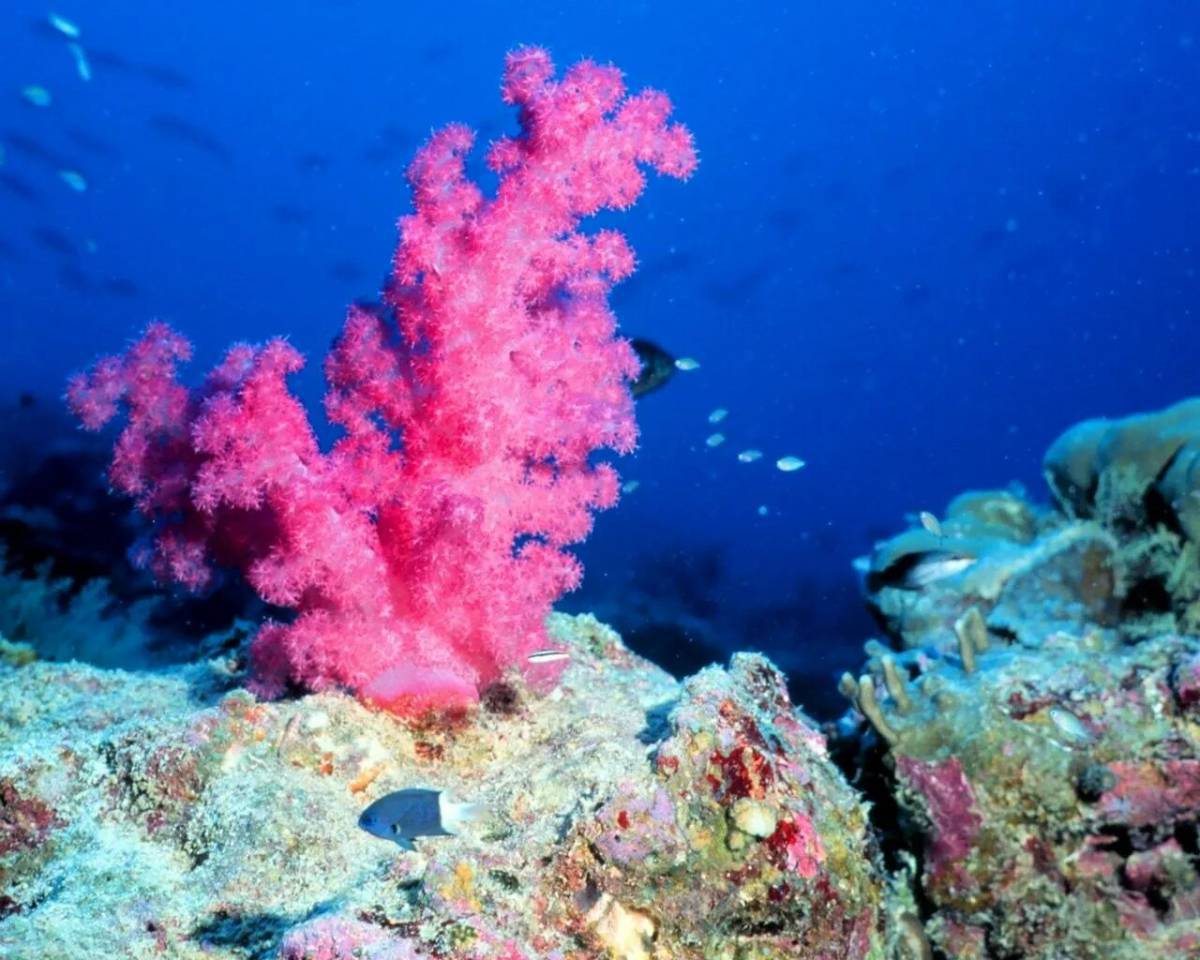 Кораллы #7