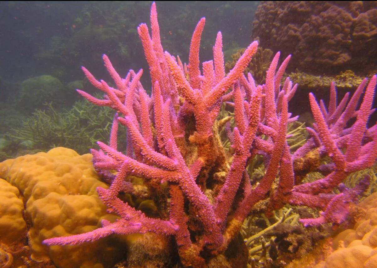 Кораллы #9