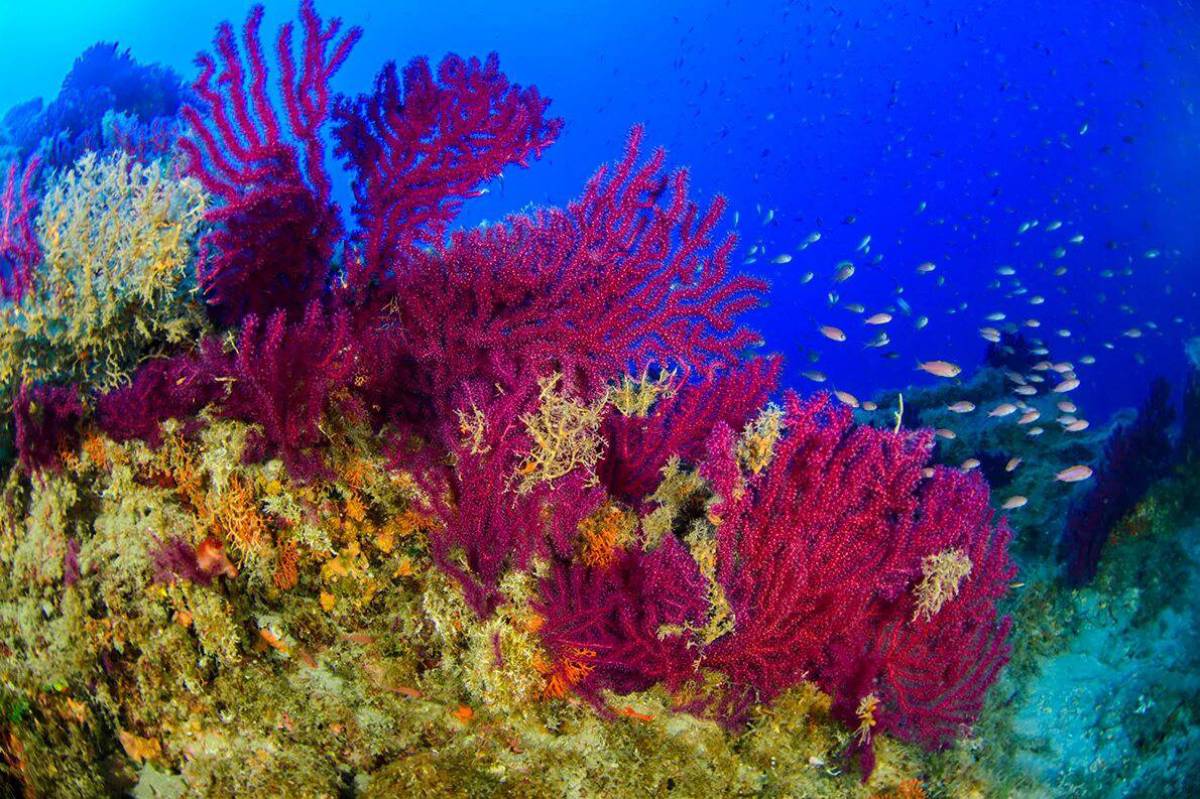 El coral. Коралловые полипы рифы. Коралловые рифы красного моря. Коралловые рифы Монерон. Кауластрея коралл.