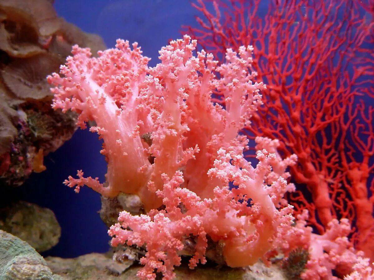 Кораллы #13
