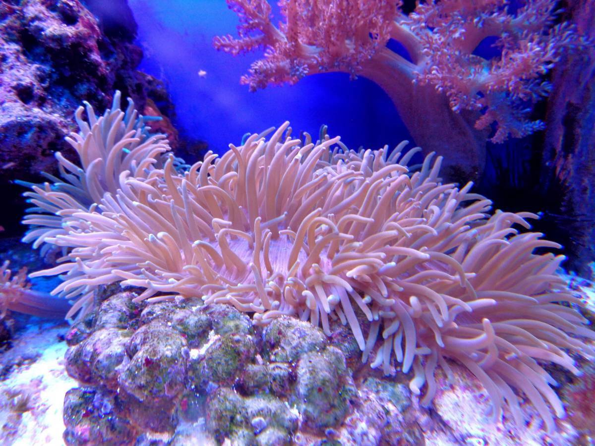 Кораллы #14