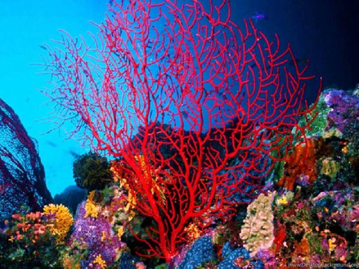 Кораллы #15
