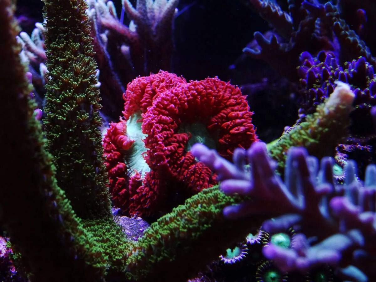 Кораллы #21