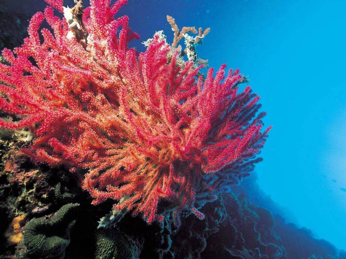Кораллы #23