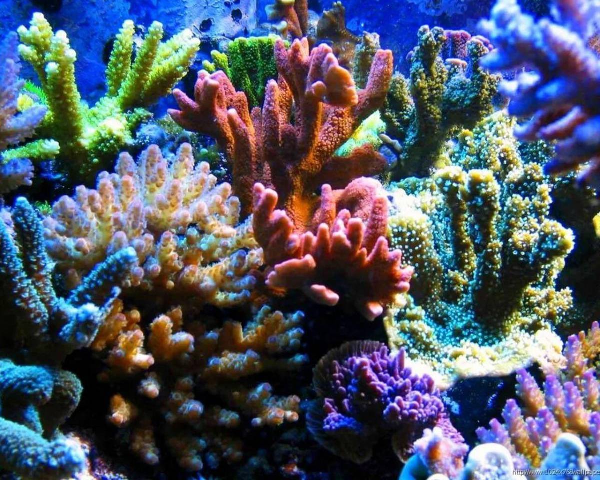 Кораллы #24