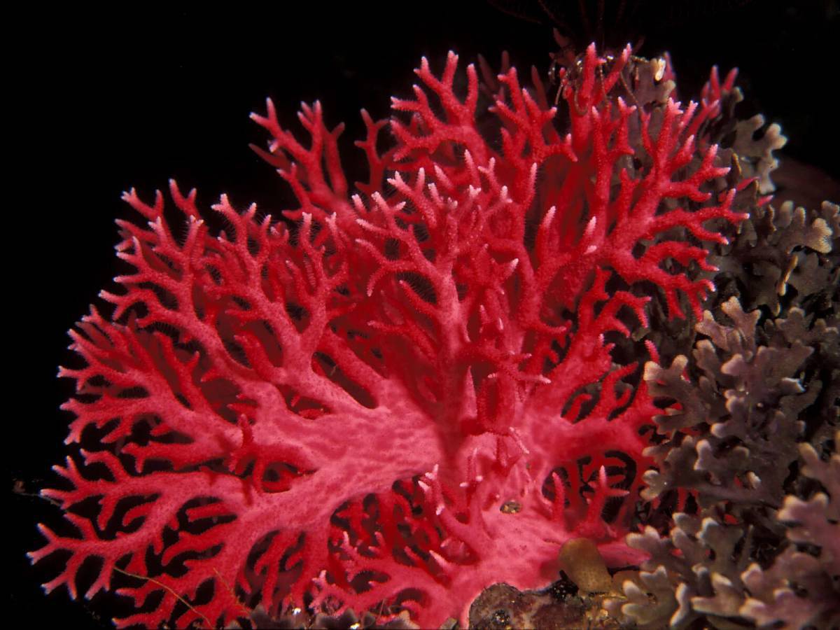 Кораллы #27