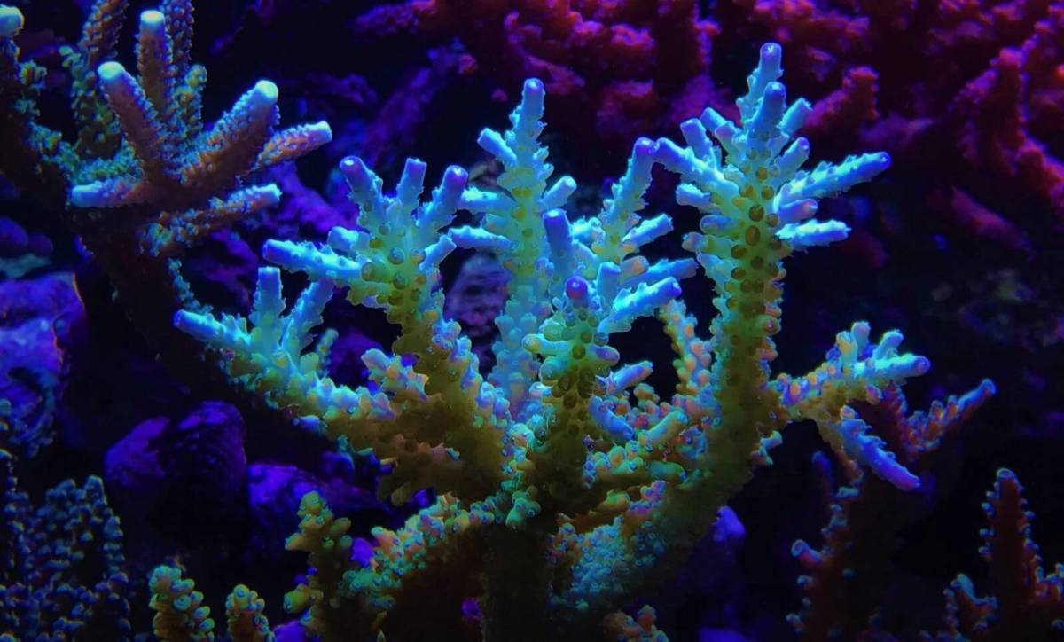 Кораллы #28
