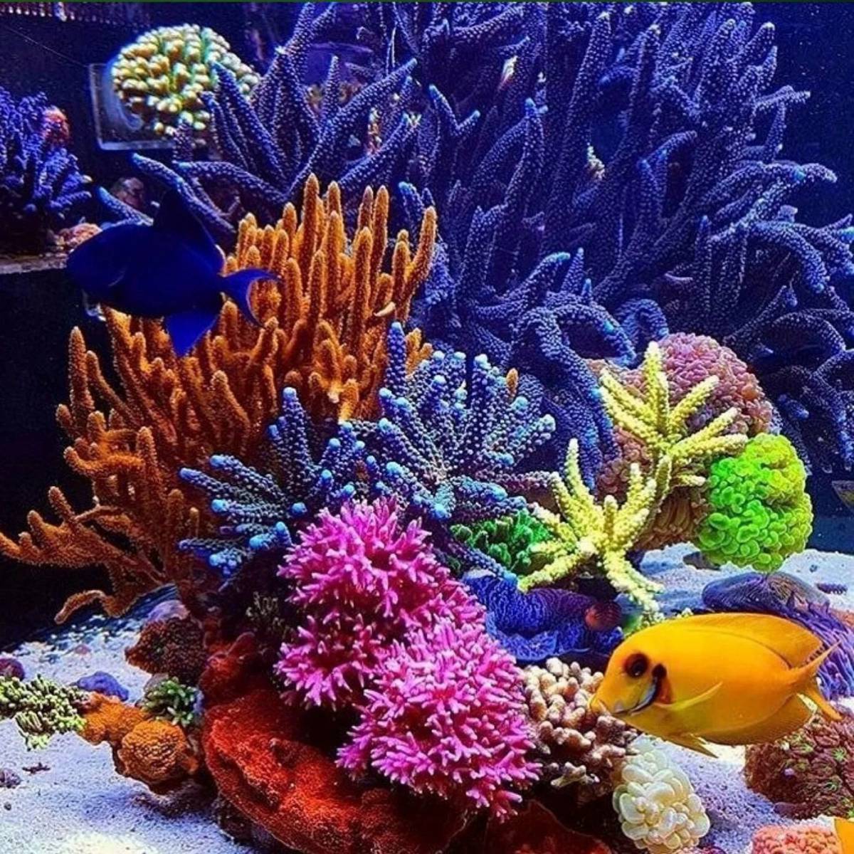 Кораллы #29