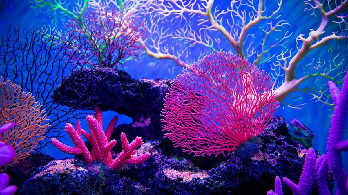 Кораллы #30