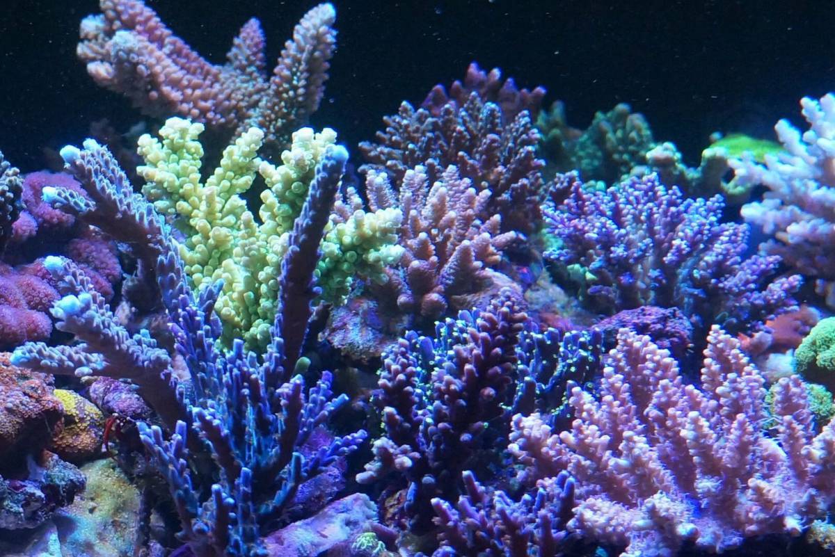 Кораллы #31
