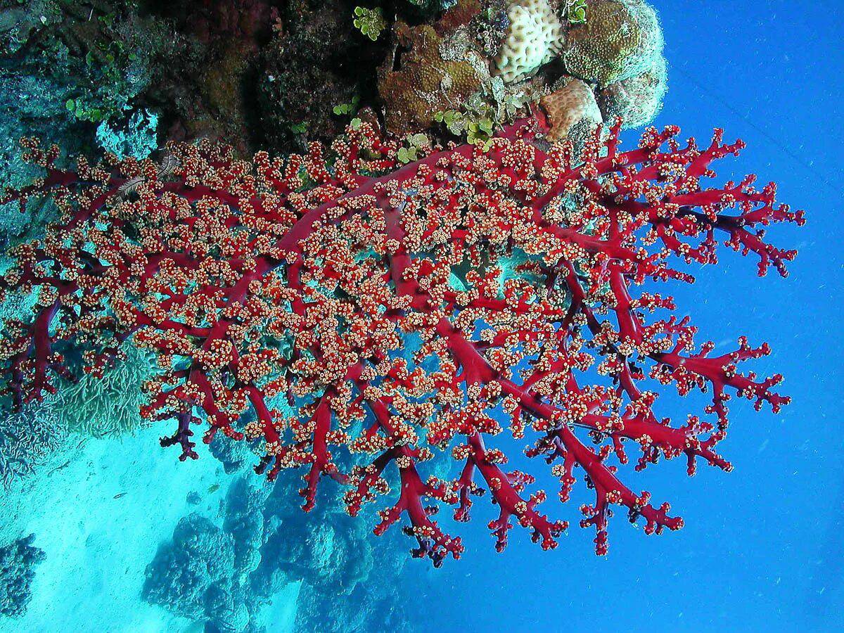 Кораллы #32