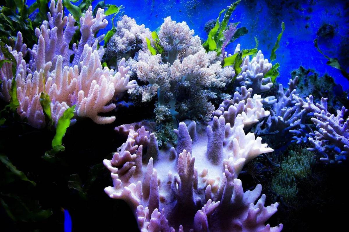 Кораллы #38