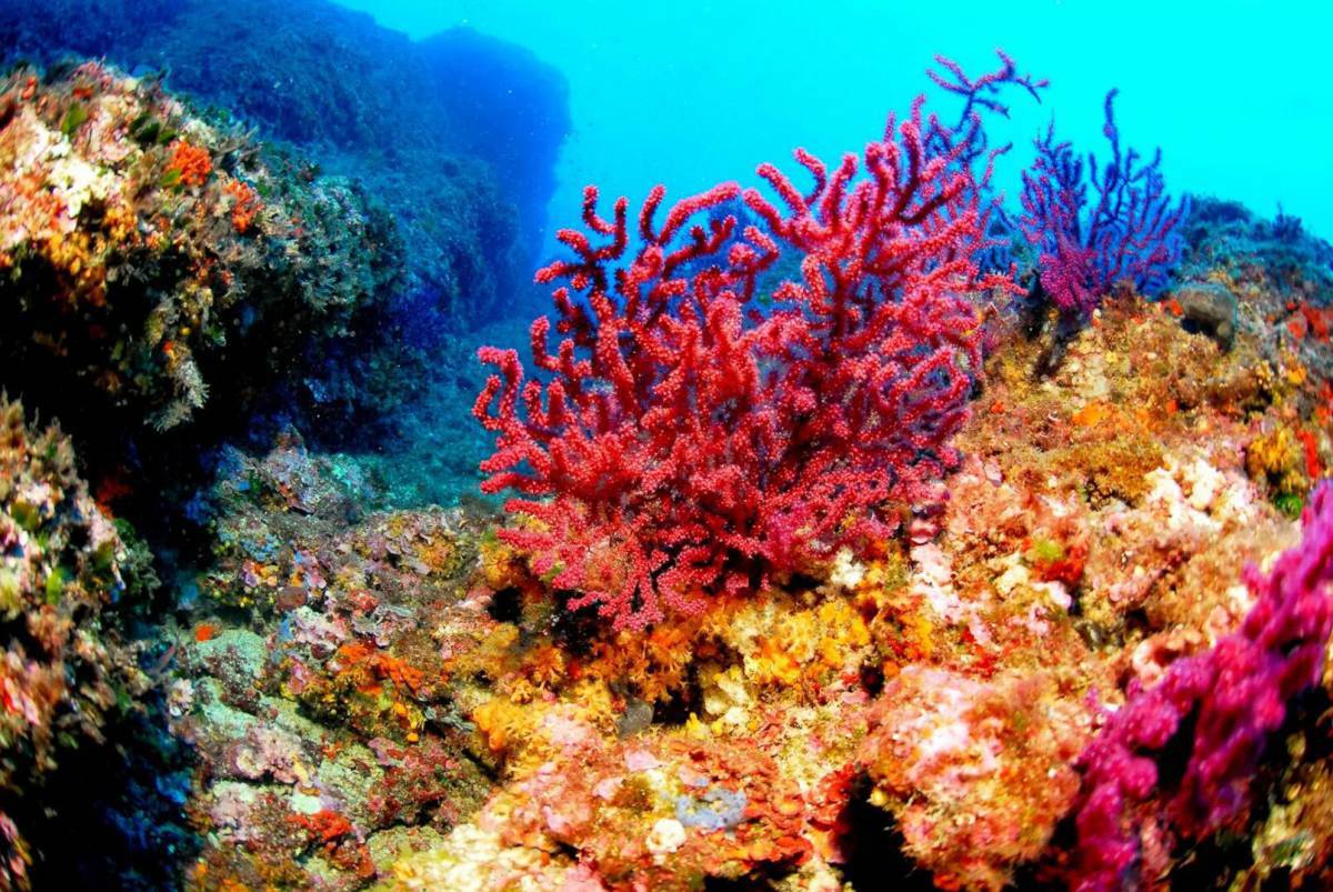 Кораллы #39