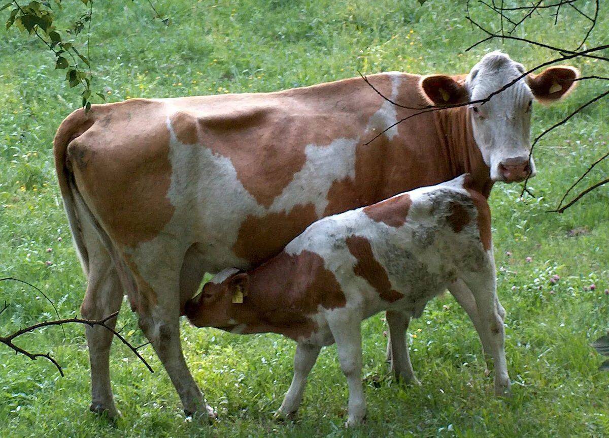 Корова с теленком #23