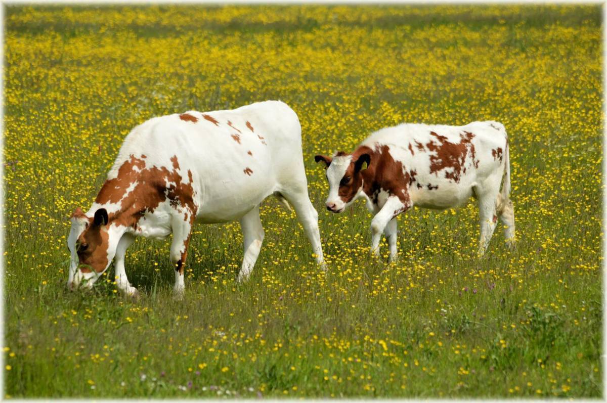 Корова с теленком #27