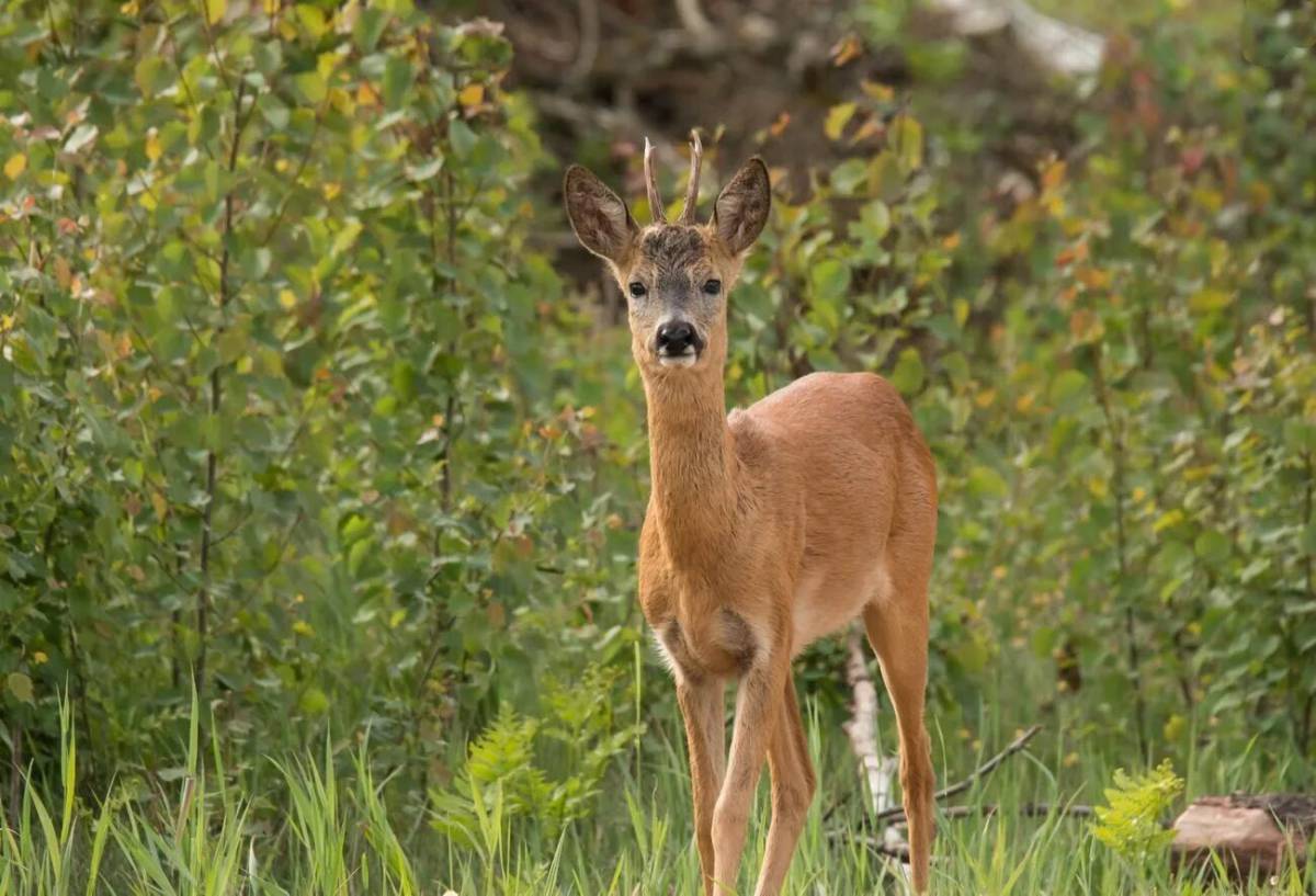 Европейская косуля (capreolus capreolus)