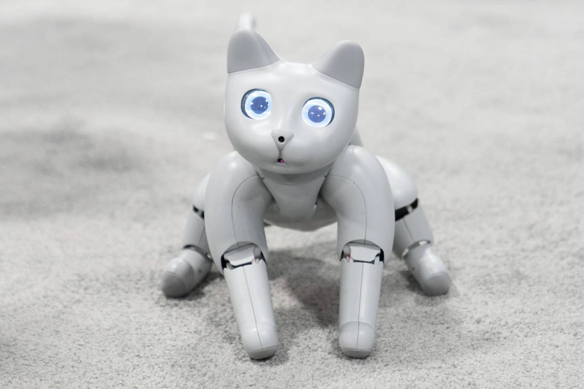 3 кота про робота. Робокот MARSCAT. Робот «котёнок». Робо котёнок. Робот робот кот.