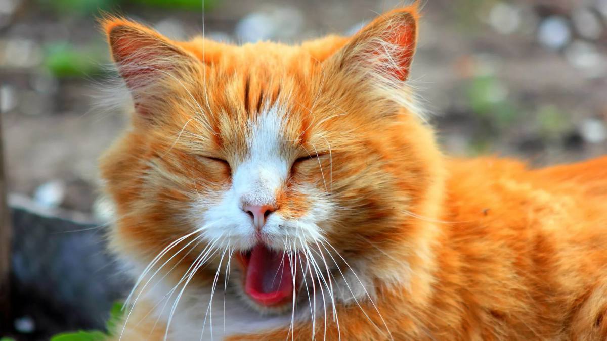 Рыжие коты