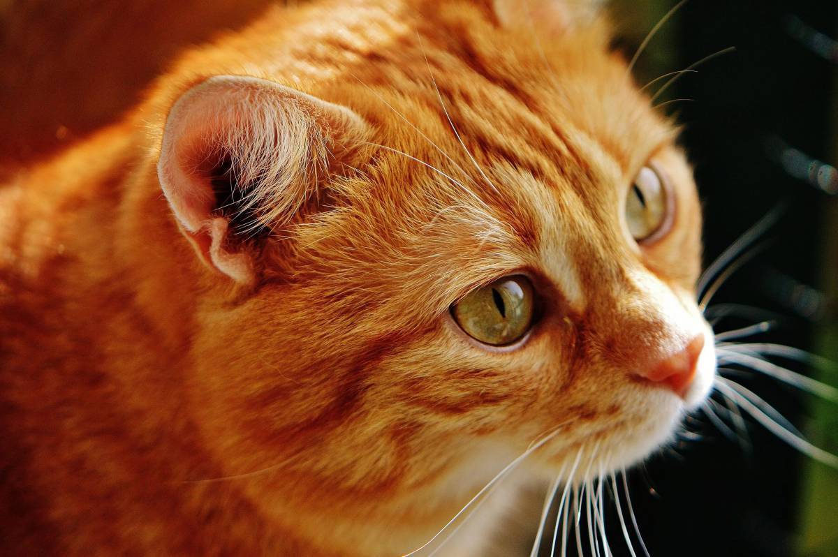 Бразильская короткошерстная кошка рыжая. Европейский короткошерстный кот рыжий. Европейская короткошерстная кошка рыжая. Рыжий гладкошерстный кот.
