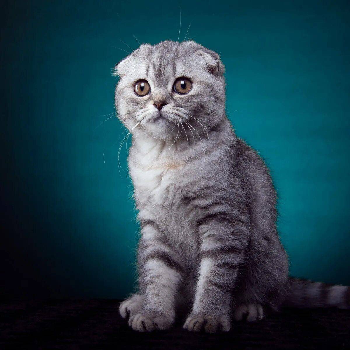 Шотландские коты