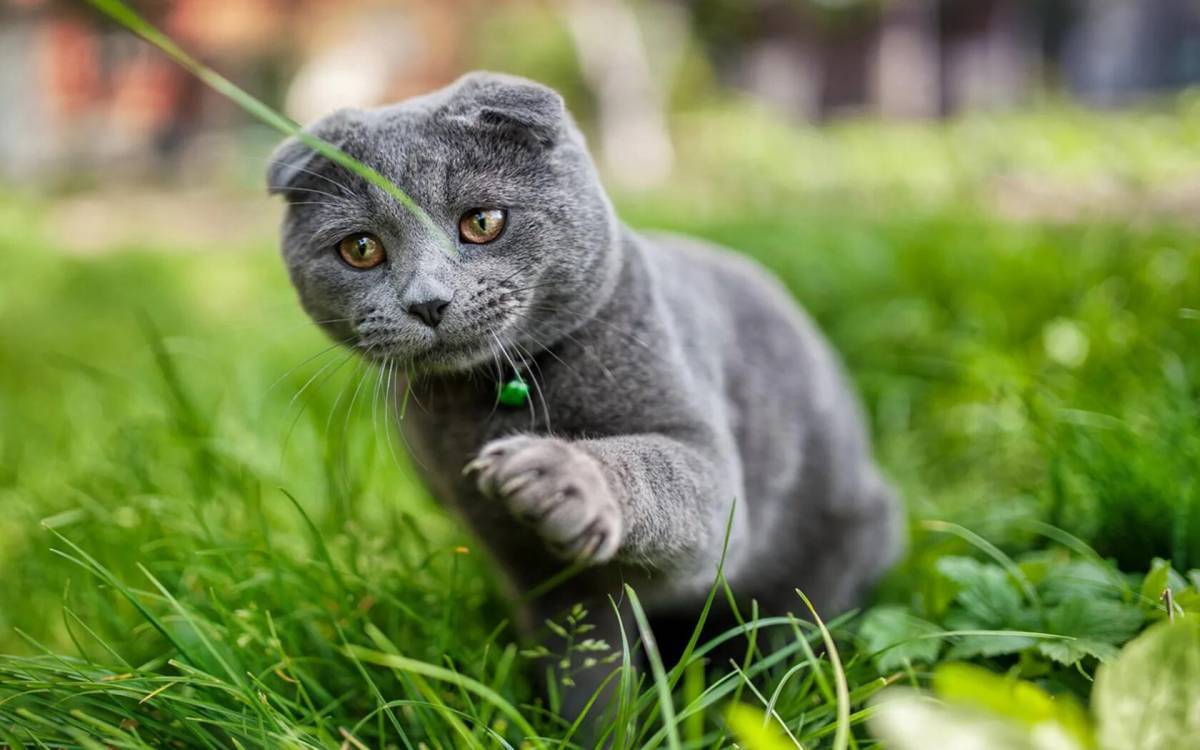 Серый вислоухий кот