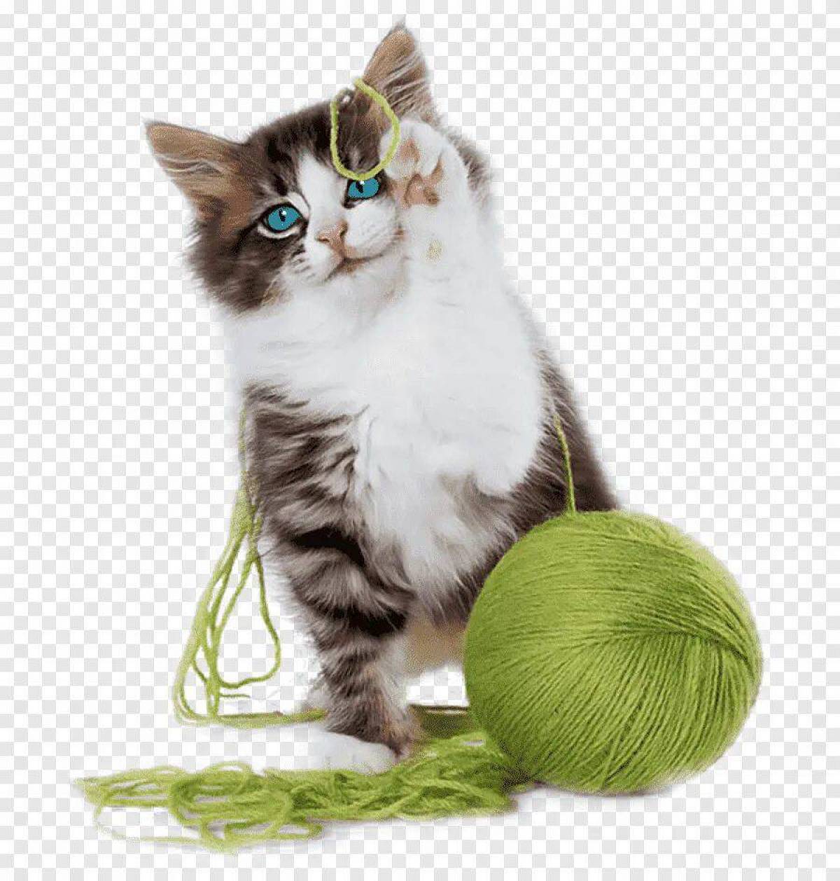 Котенок играет с клубком