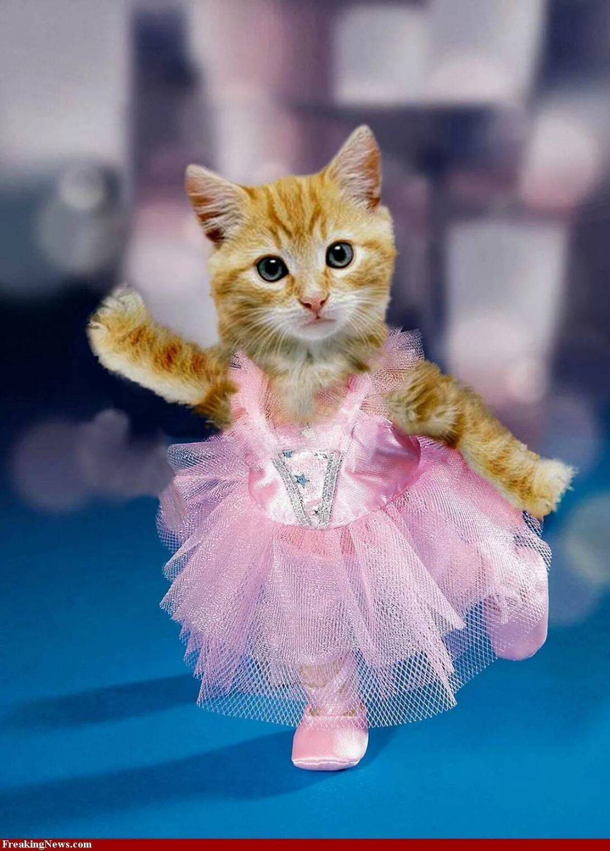Включи веселого котенка. Кошка в платье. Нарядная кошка. Одежда для кошек. Милые котики.