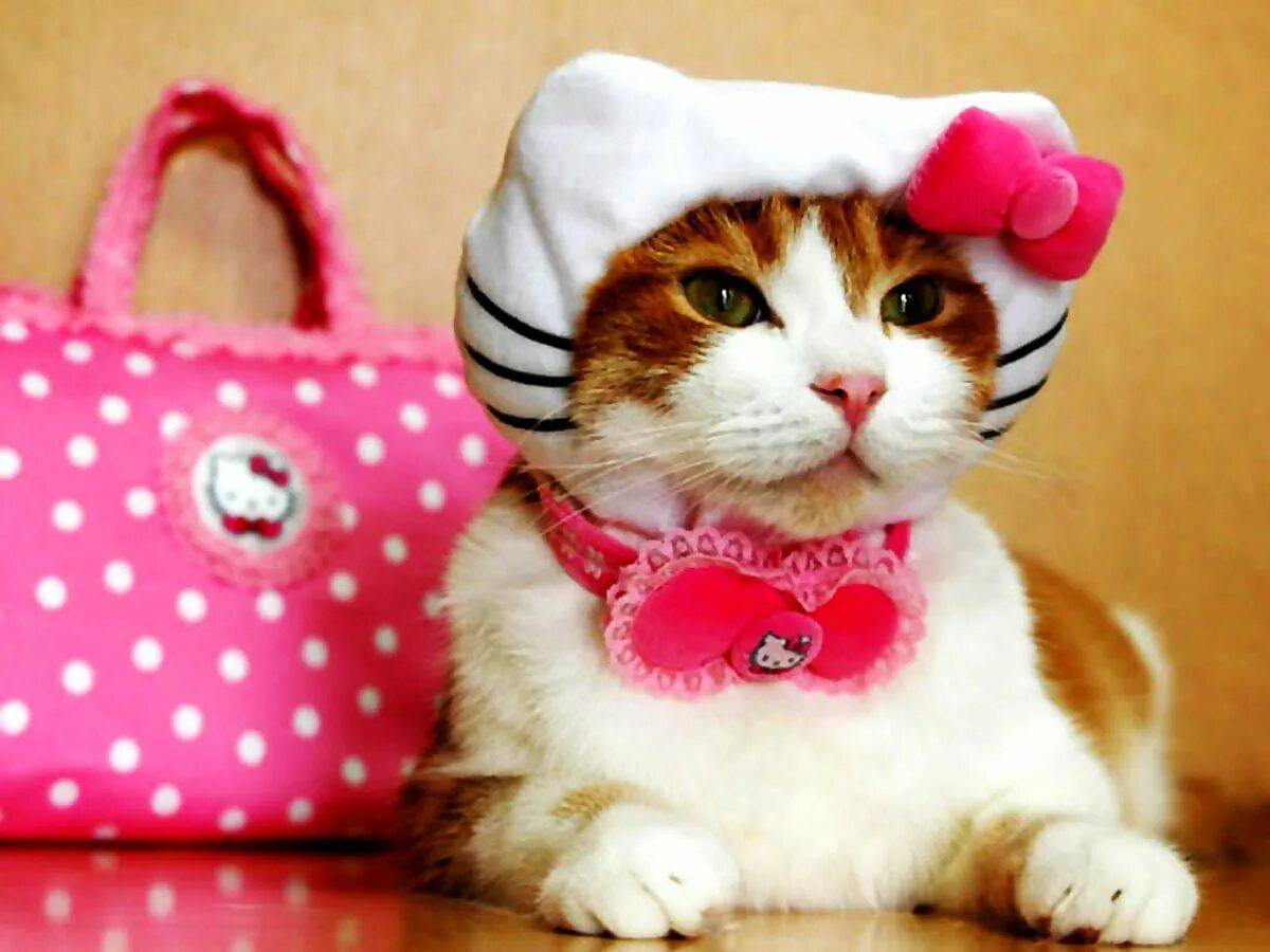 Одежда для кошек. Милые котики. Котики с одеждой. Кошка с бантиком. Kitty pet