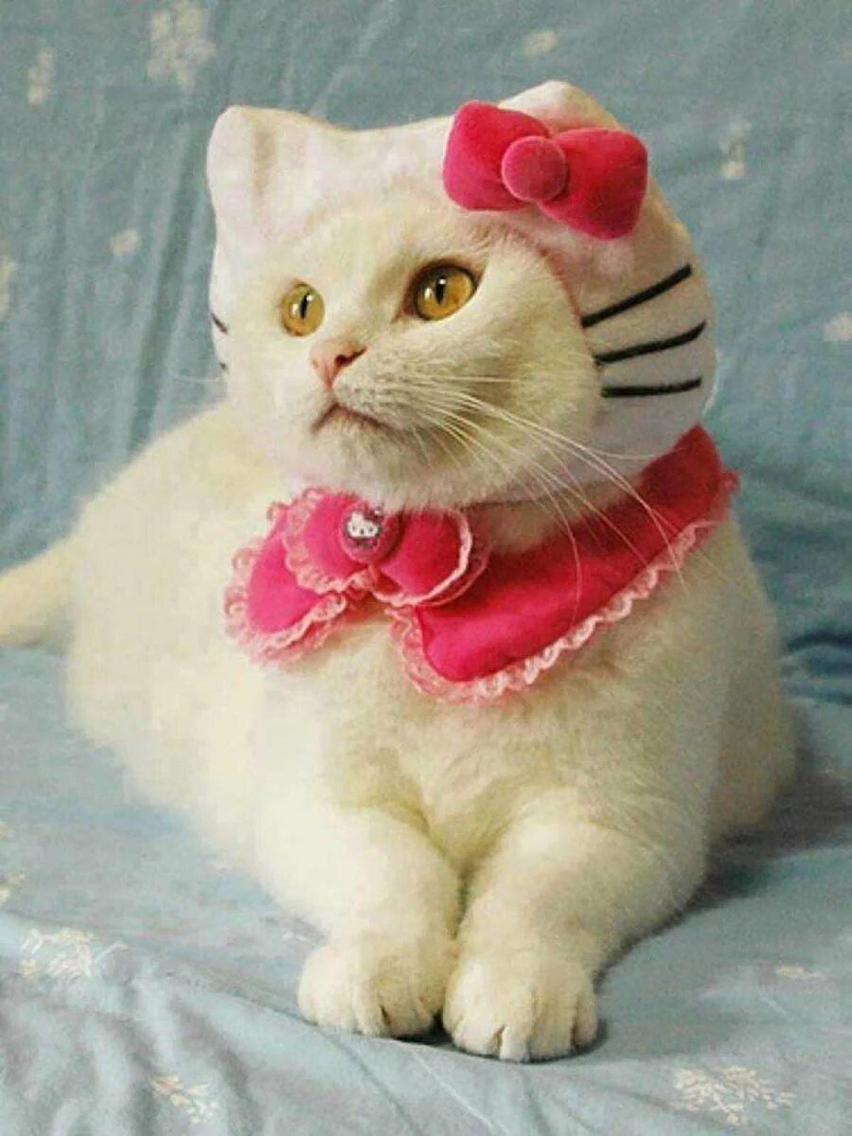 Hello kitty cat. Кити кэтс. Кошка с бантиком. Нарядная кошка. Котенок с бантом.