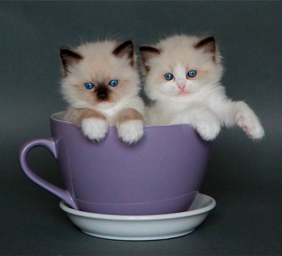 Котенок в чашке. Красивые котята. Милые котики в кружке. Забавные котята.