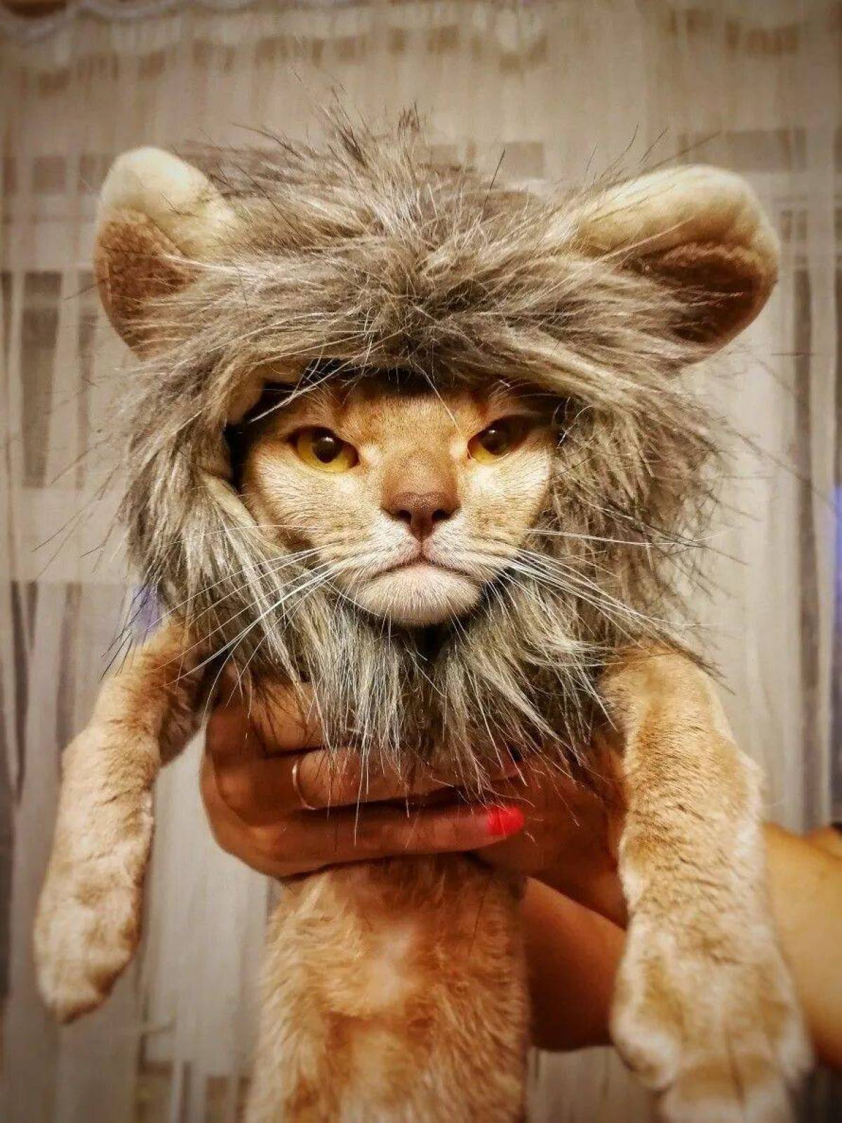 Симба кот