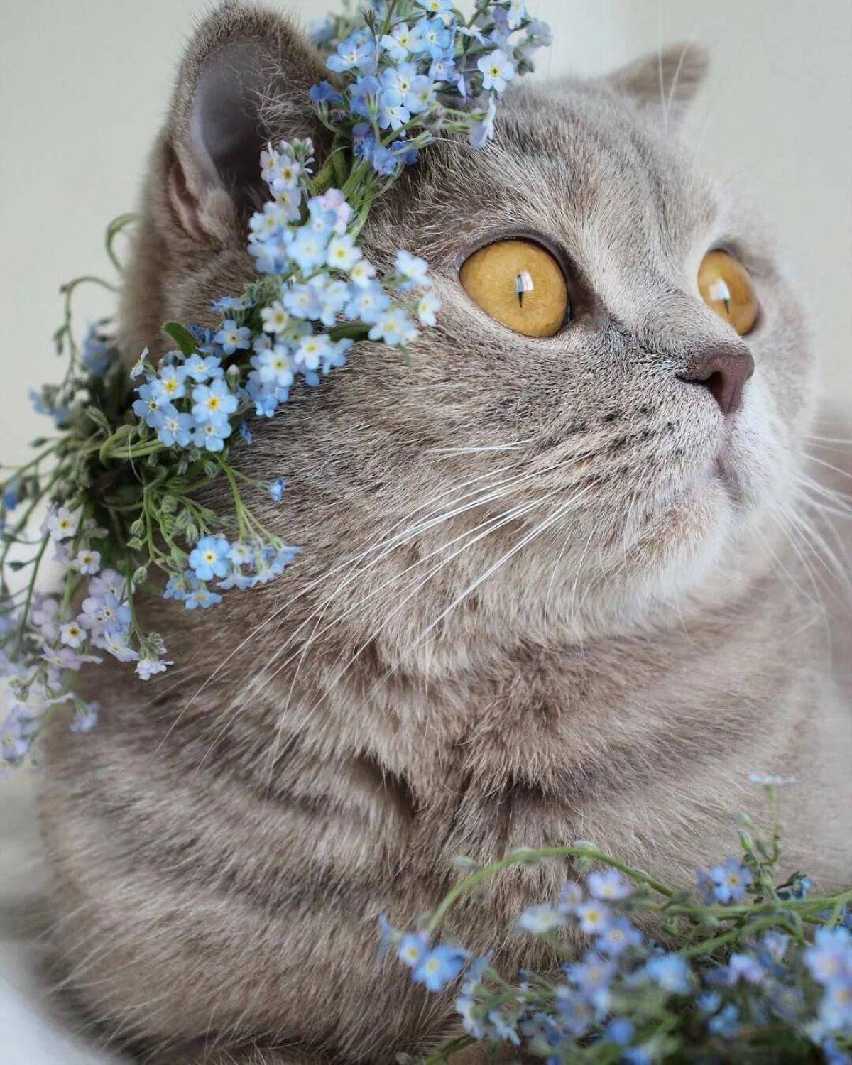 Прекрасная кошечка. Красивые кошки. Кошечка в цветах. Котик с цветами. Котик с венком.