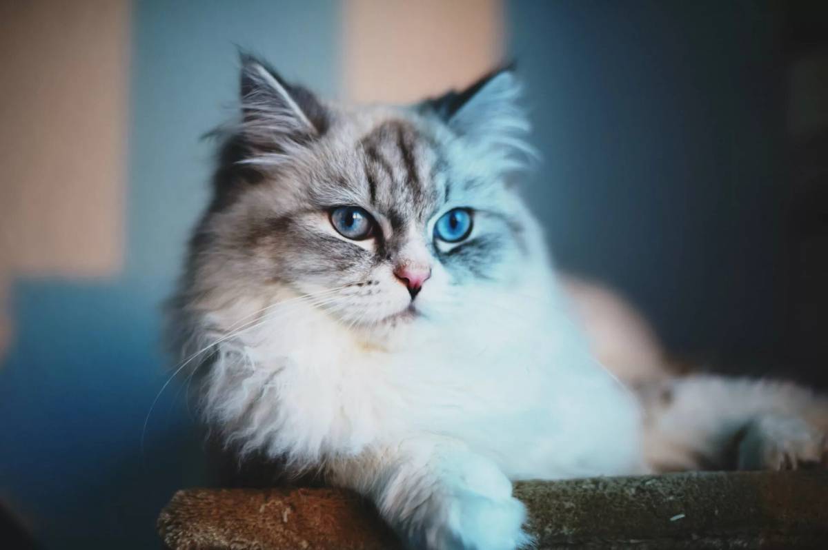 Очень красивые кошки картинки. Невская голубоглазая кошка. Охос азулес длинношерстный. Сибирская маскарадная кошка. Сибирская кошка голубоглазая.