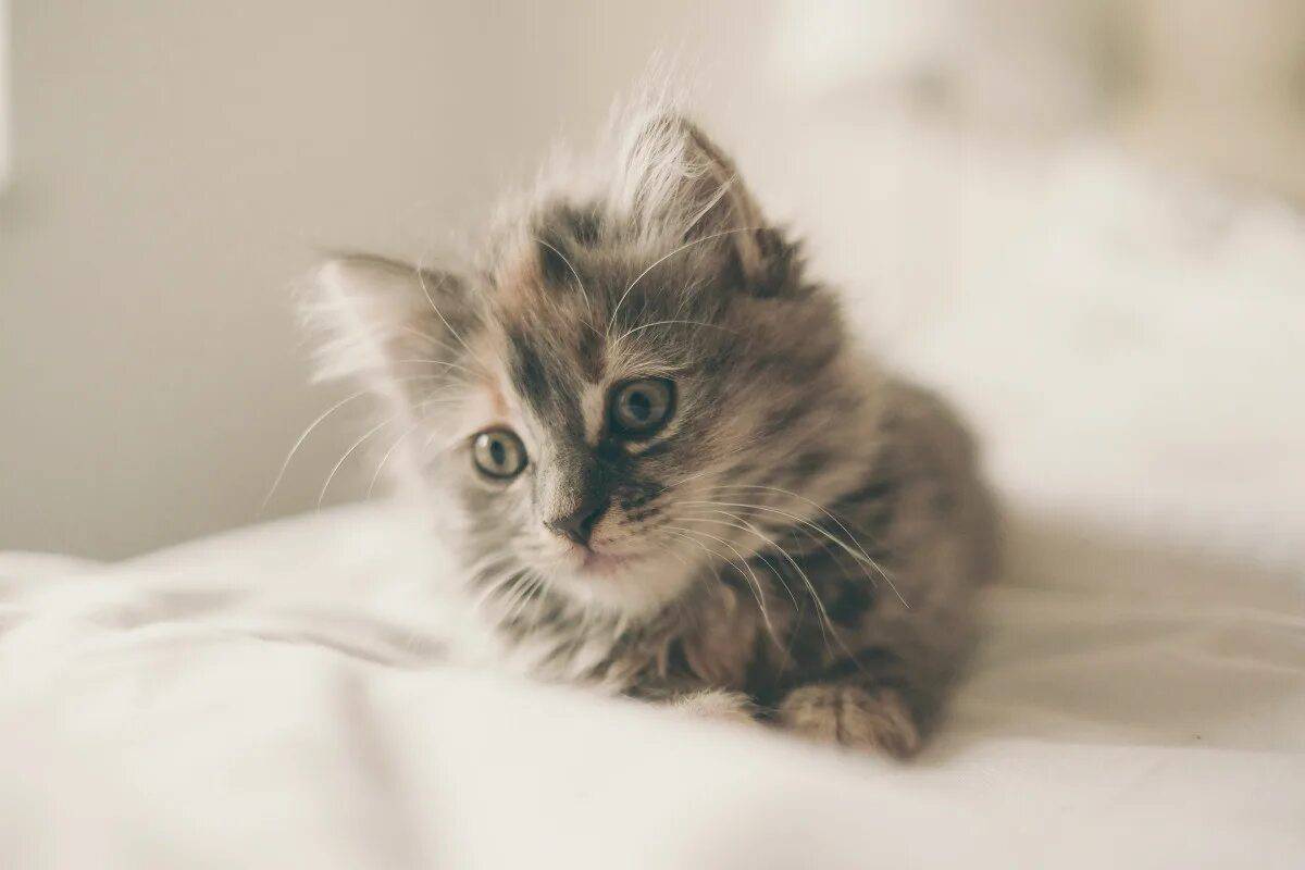 Хочу маленькие котики. Красивые котята. Милые котята. Пушистые котята. Милый котик.