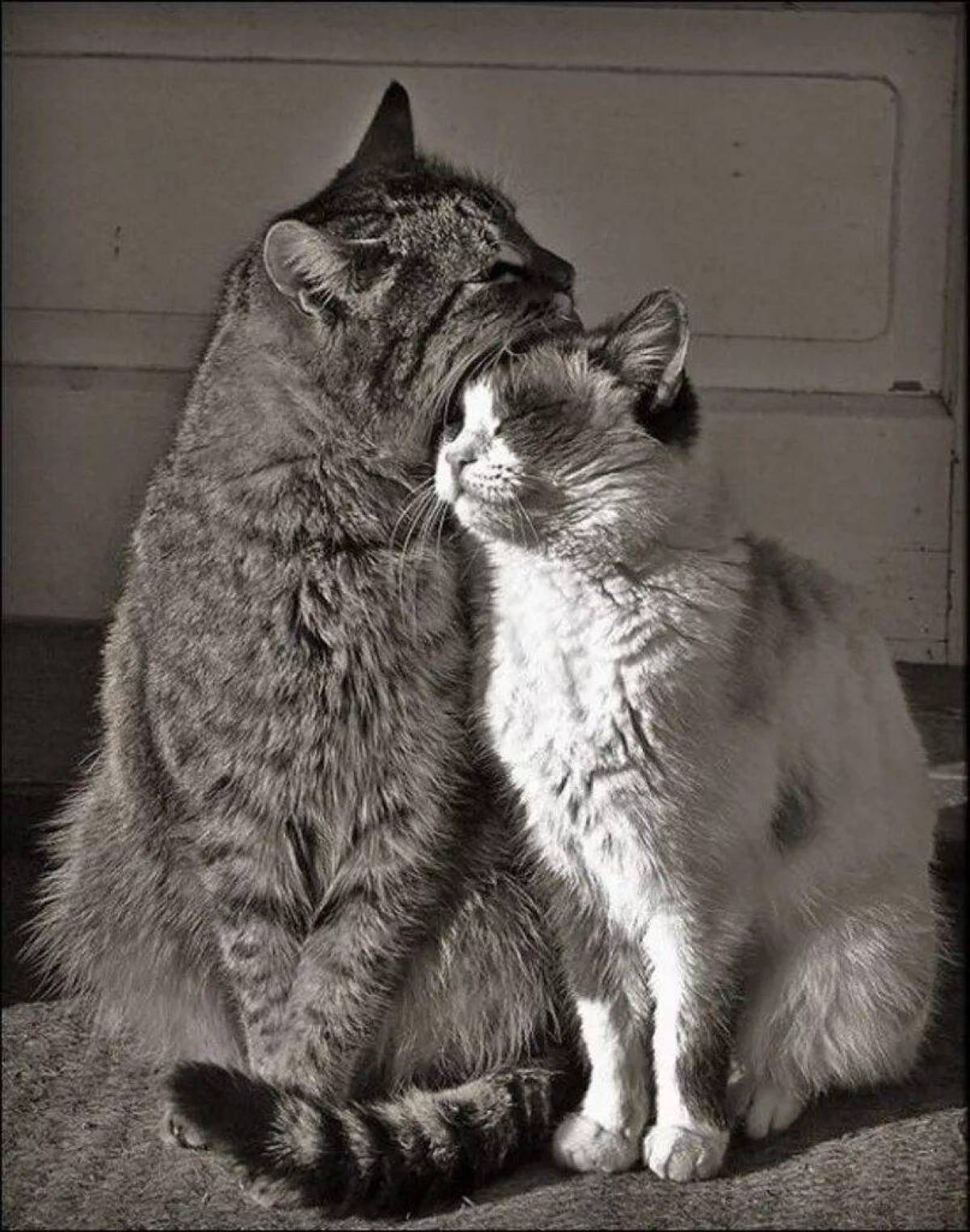 Пару милых кисок. Кошки любовь. Кошки обнимаются. Влюбленные кошки. Кот и кошка любовь.