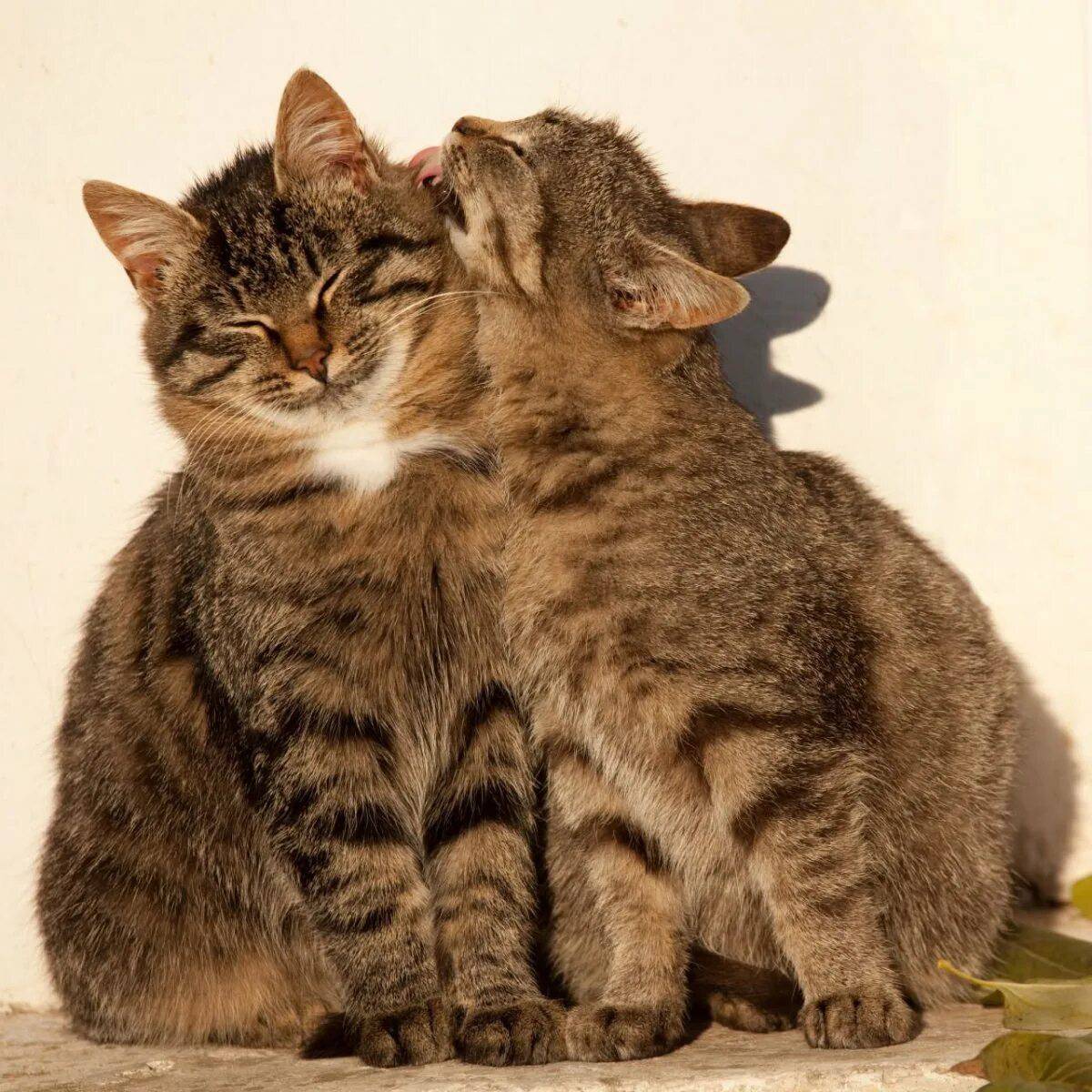 Влюбленные кошки. Коты любовь. Кошки обнимашки. Котики обнимаются. Картинки с любящими котиками