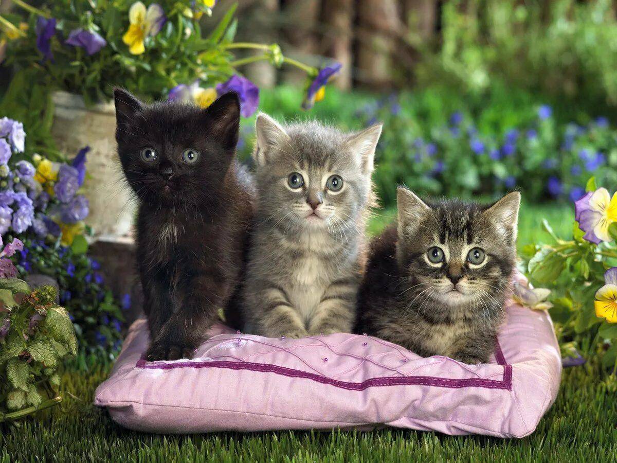 Всякие кошечки. Красивые кошки. Красивые котята. Котята фото. Кошка с котятами.