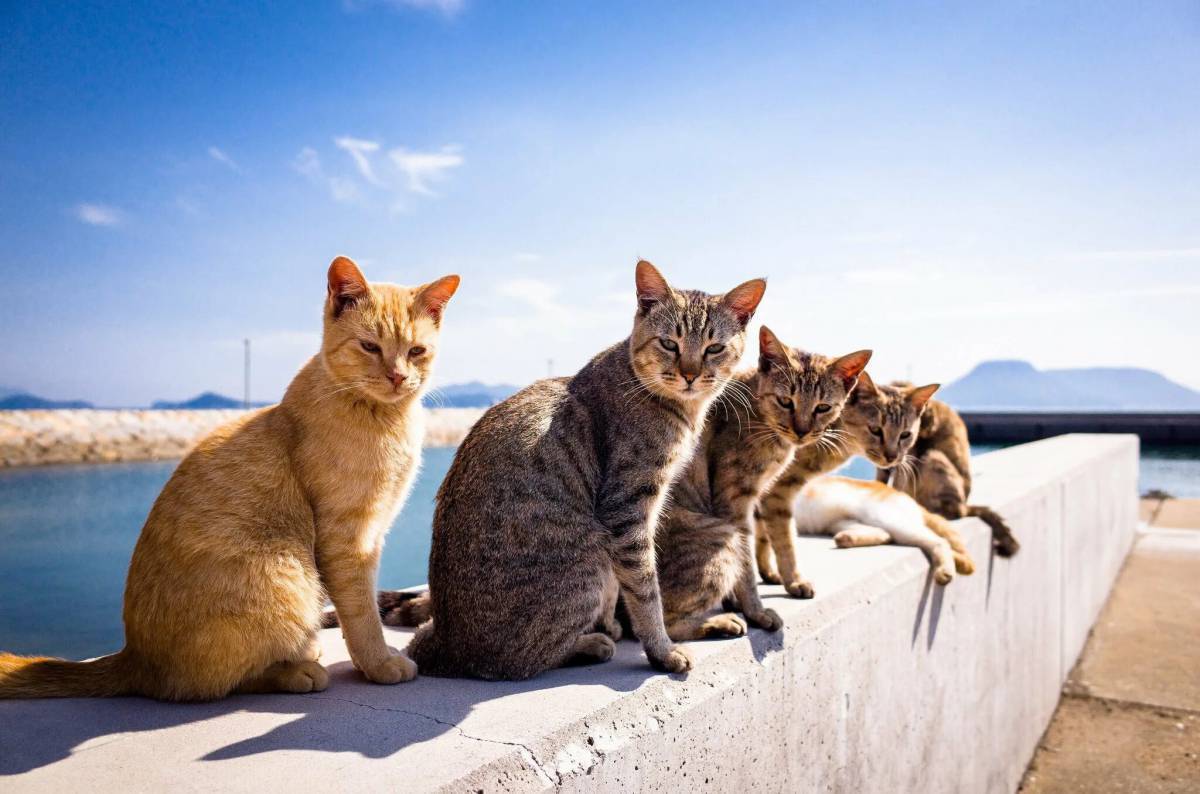 Кошки и т д. Остров Фраджост. Кошки. Кошка лето. Несколько кошек.