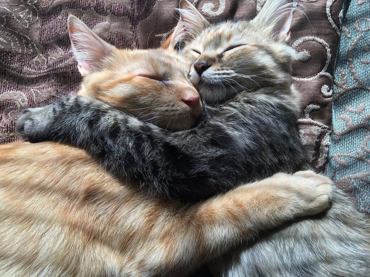 Картинки с любящими котиками. Кошки обнимаются. Влюбленные котики. Котики обнимашки. Кот с кошкой в обнимку.