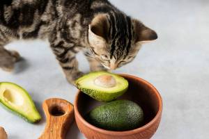 Раскраска кот авокадо #29 #349050