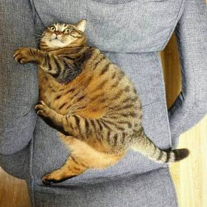 Раскраска кот толстый #7 #349850