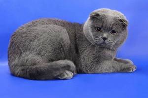Раскраска кот шотландский #14 #349885