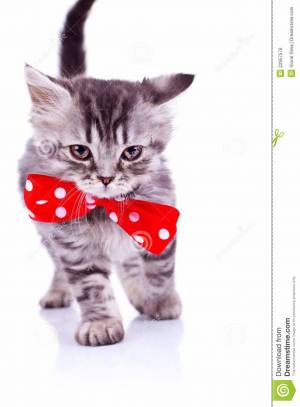 Раскраска котенок с бантиком #4 #350008