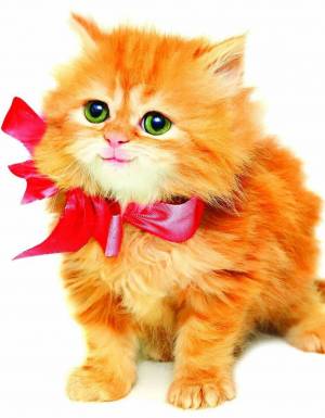 Раскраска котенок с бантиком #13 #350017