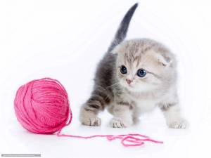 Раскраска котенок с клубком #5 #350043