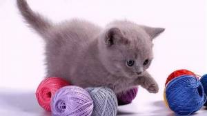 Раскраска котенок с клубком #13 #350051