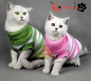 Раскраска котенок с одеждой #7 #350082