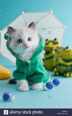Раскраска котенок с одеждой #35 #350110